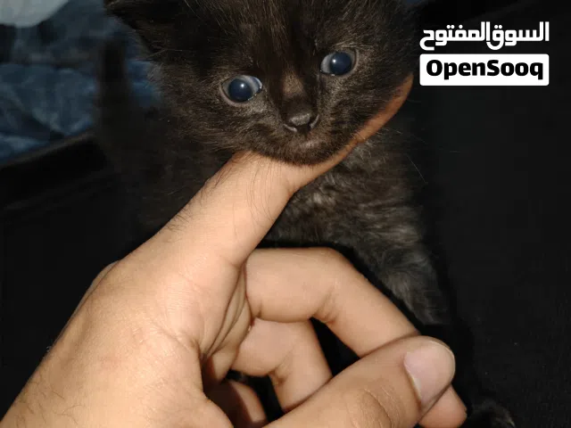 هملاي مكس سيامي