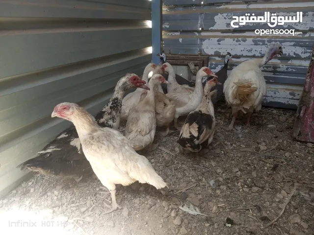 جاج وبط وحبش وفرعوني