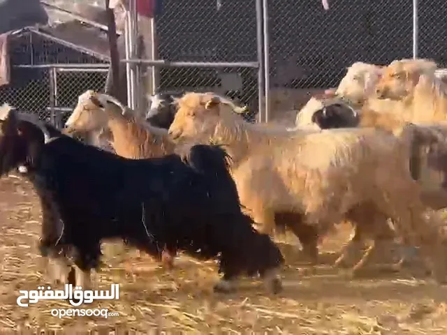 اغنام عمانيه بمختلف الأنواع الاسعار جيده