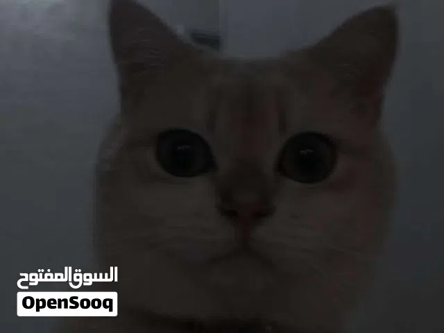نوع قطة ذكر