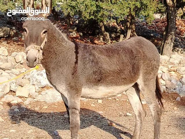 حماره حراثه مثل الفرس