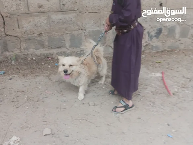 كلاب امريكي جميل