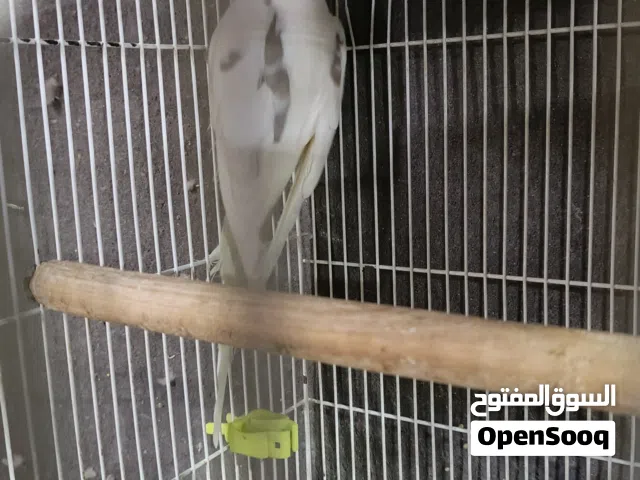 فحل كريم فيس بصمه اول جهوزيه