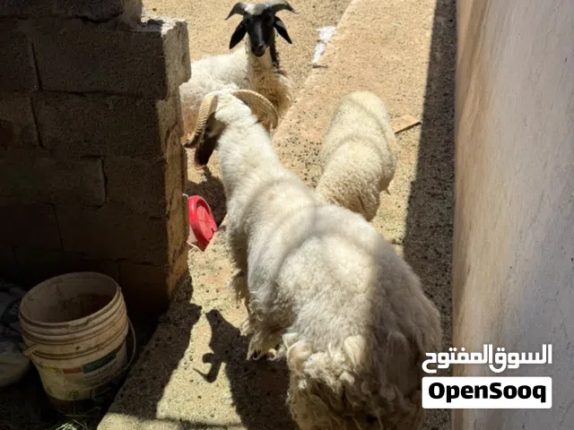 خرفان للبيع