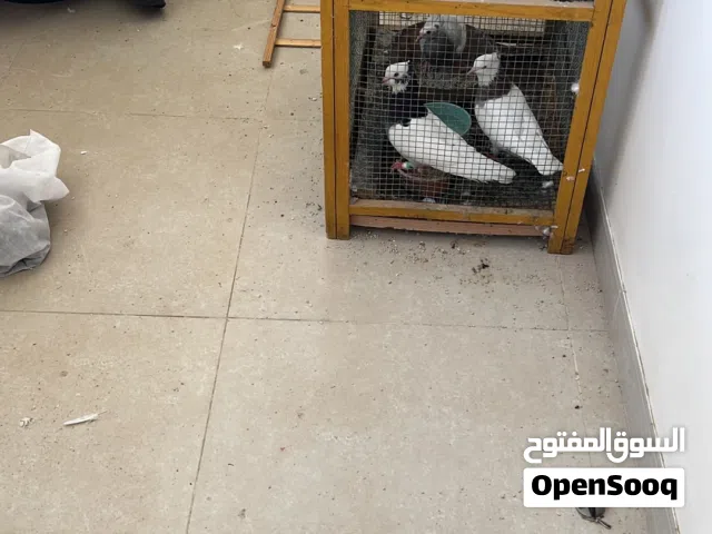 زوج جميل جداً من الطوقية الإيرانية