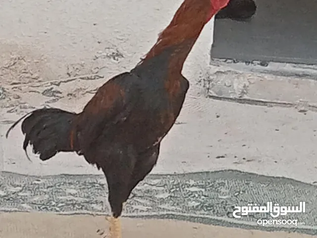 ديك باكستاني بزره أصل وفصل للبيع