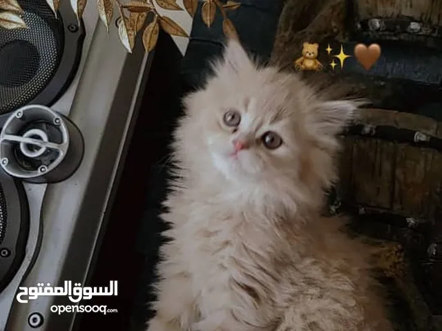 حيوانات للبيع