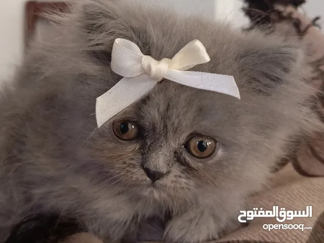 قطط كتن مكس هملايا شيرازي أليفة ولطيفه