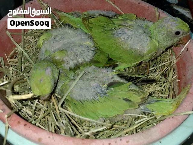 فروخ متو الاخضر للبيع