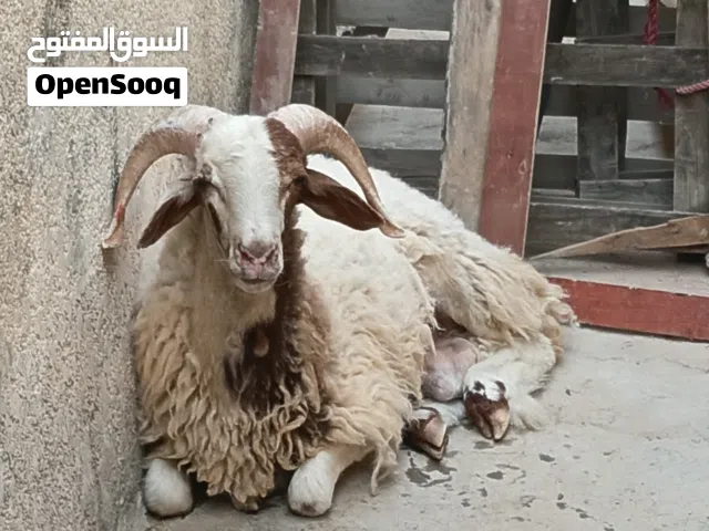 خروف للبيع