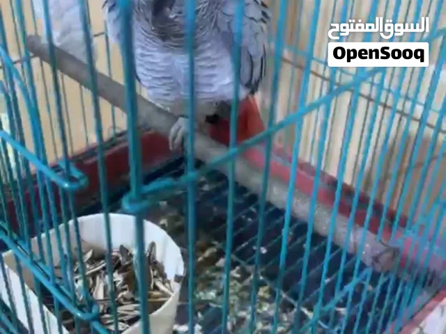 كاسكو متكلم