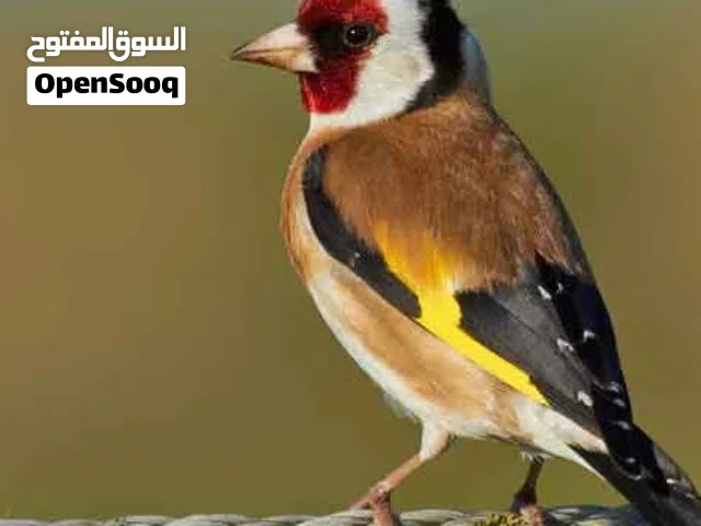 مطلوب فحل حسون شباب