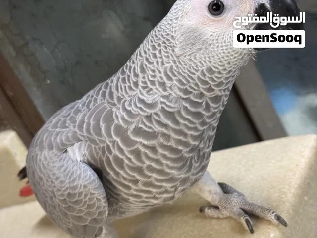 كاسكو للبيع انتاج محلي