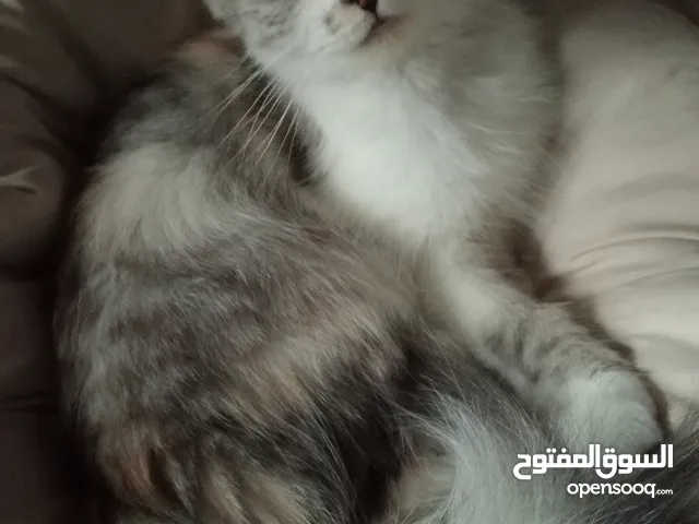 قطه للتزاوج cat for meeting