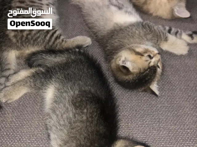 قطوة سكوتش فولد للبيع