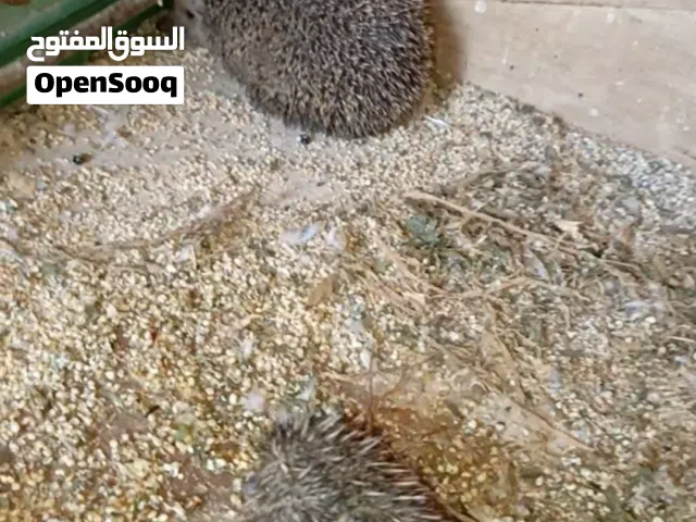 للبيع قنافذ