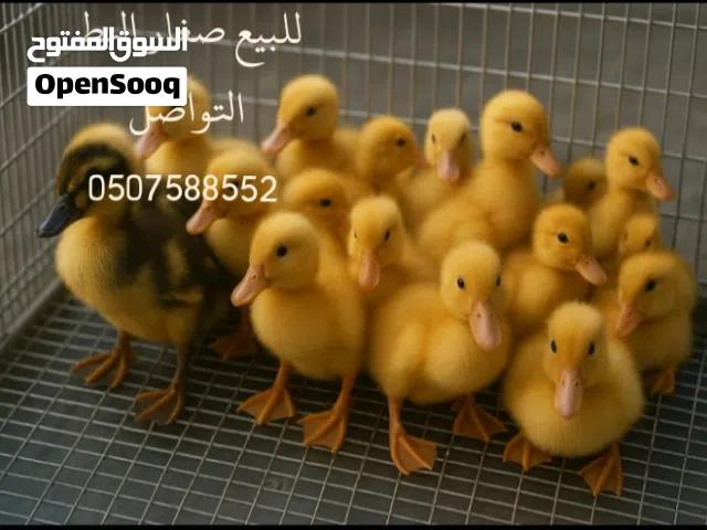 بط صغار للبيع