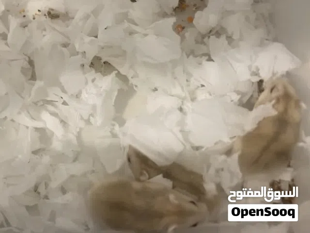 هامستر روسي لتواصل والاستفسار واتس اب