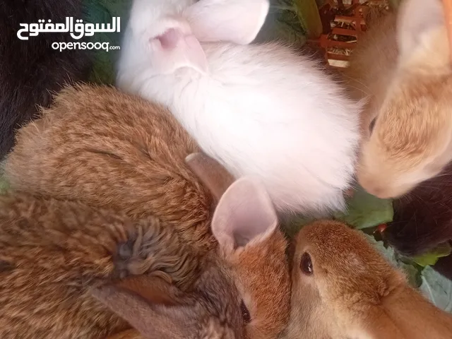 8ارانب فطم مع امهن