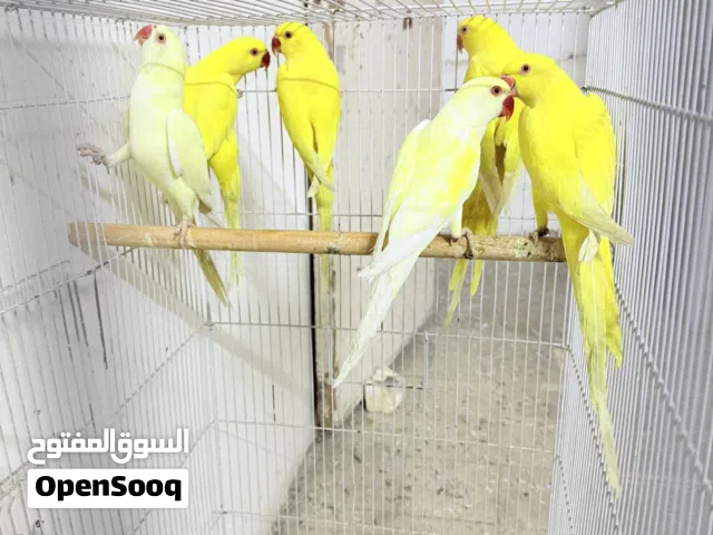 سلام عليكم