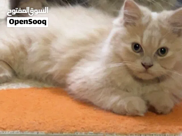 قطة أنثى للتبني