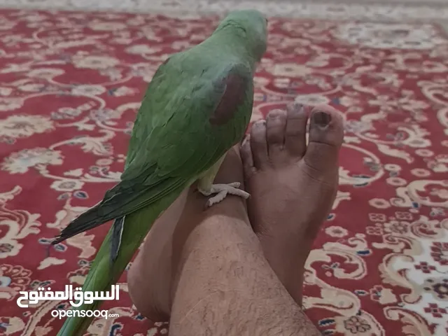 متو نيبالي حجم و و مستوا طيب و أليف
