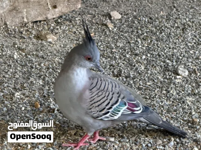 طيور للبيع