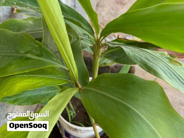 يتوفر معنا شتلات الهيل