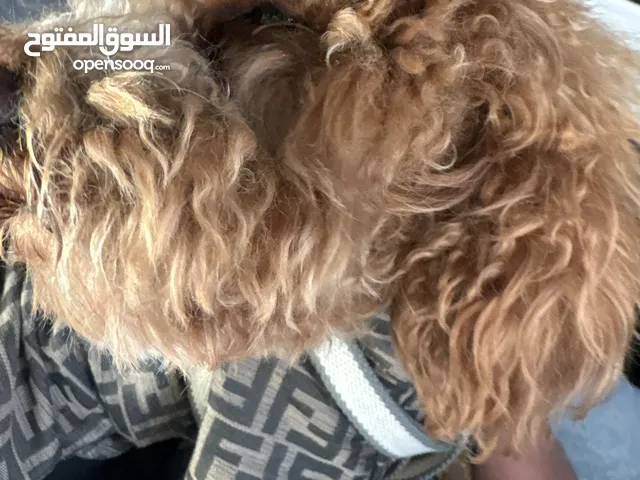 بودل عمره سنه و5شهور