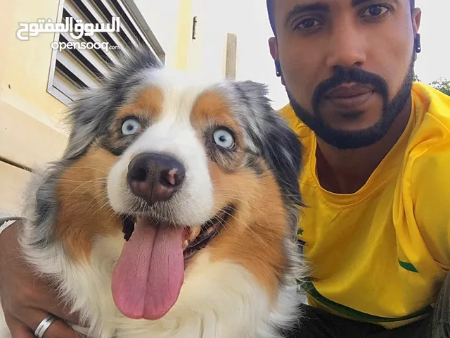 SPECIAL PROFESSIONAL TRAINER ALL TYPES OF DOGS CAN BE TRAINED PROFESSIONALLY