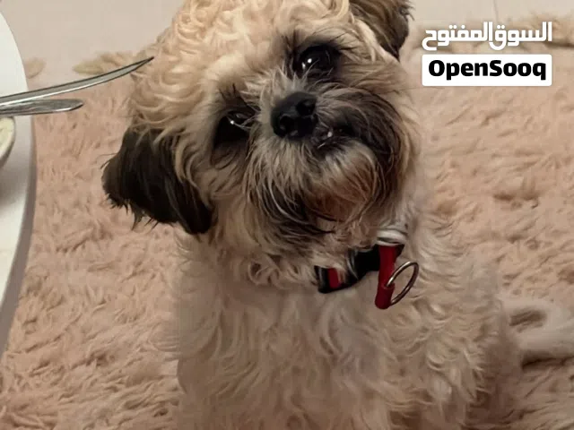 A one-year-old male tissue breed dog.