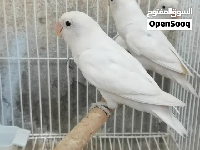 للبيع فيشر