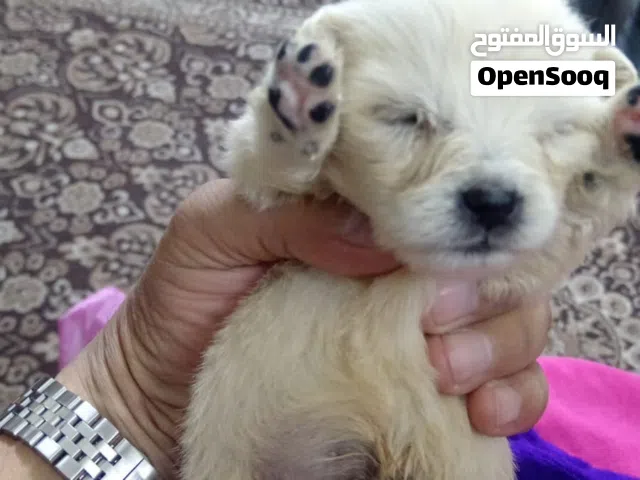كلب للبيع في الزرقاء