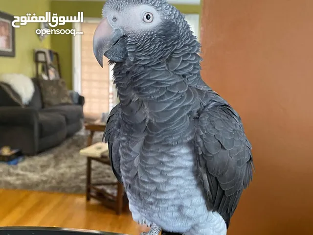 African Grey Parrot Available for a Loving New Home!