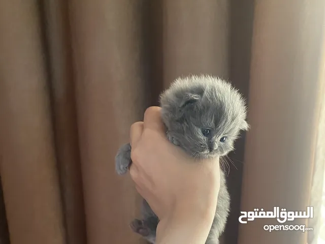 كيتنز شيرازي ذكر للبيع 85jd
