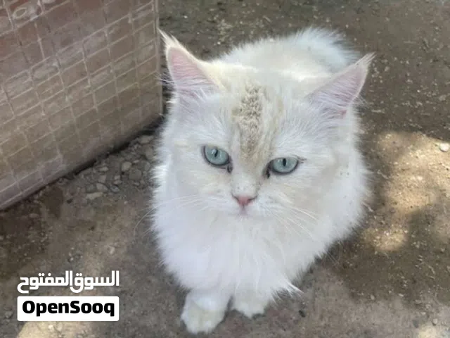 قط شيرازي للبيع