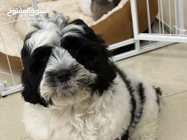 شيتزو جديد مع كامل معداته