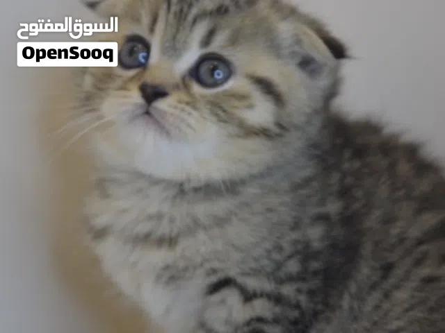 اسكوتش فولد  لون مميز