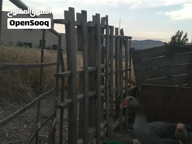 وز بلدي شرس للبيع او بدل دجاج