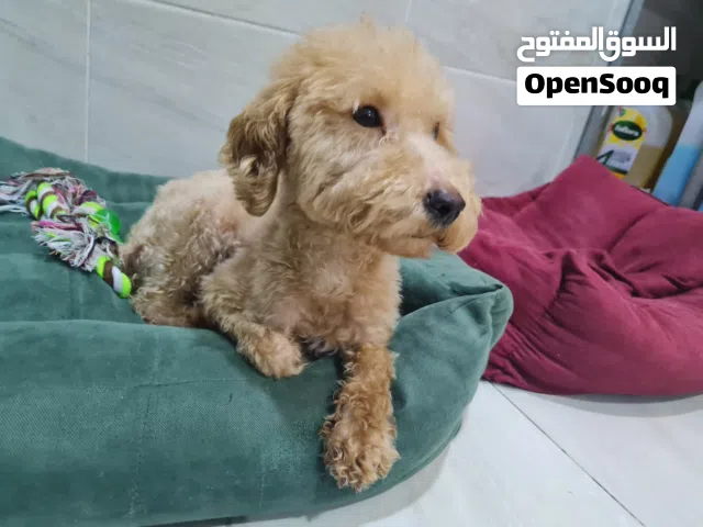 Toy Poodle (purebreed)