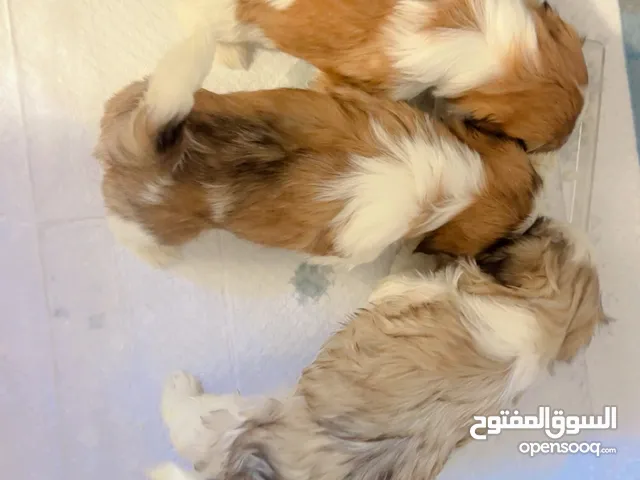 6 week old Shih Tzu babies, white and brown color