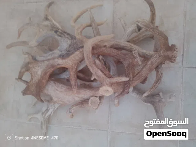 قرون غزال افريقي و رأس غزال ديماني و رجل غزال ديماني حجمه قياس ميداليه
