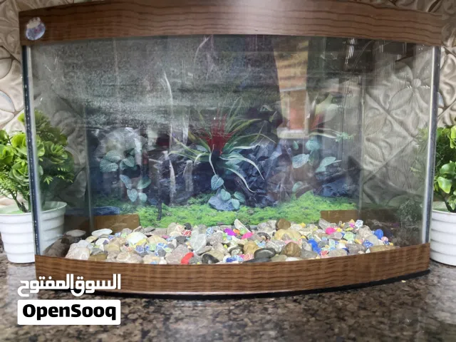 حوض سمك متوسط مع حجارة وفلتر