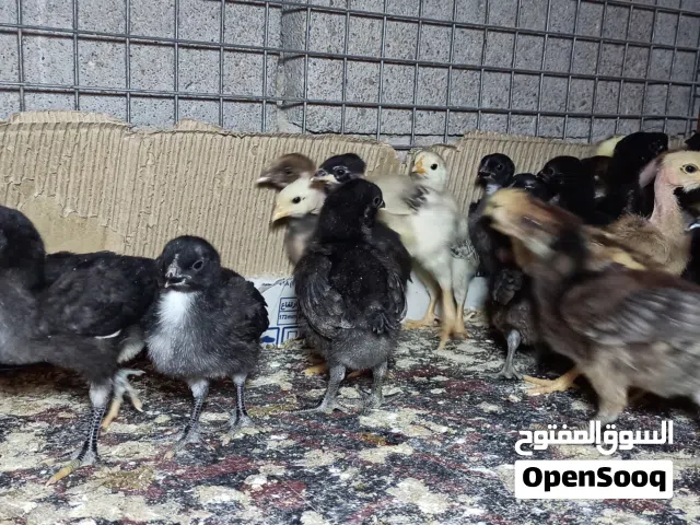 دجاج عرب وبركيبه