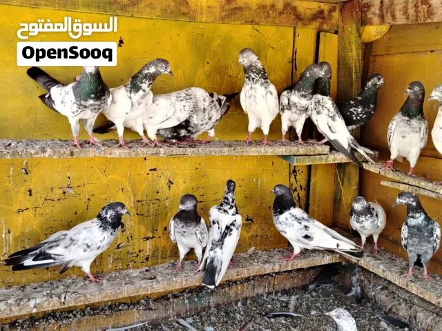 حمام بكستاني مطيار