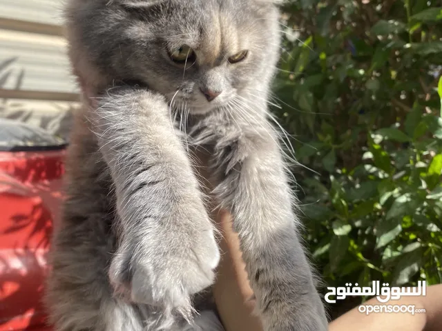 نثيه من اب سكوتش وام شيرازيه للتبني
