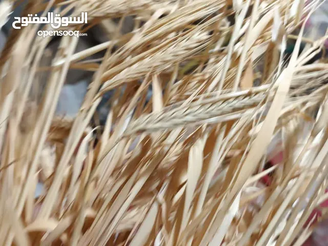 عنز لجب حليب نخب البيع او بدل