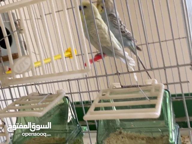 طيور حب طيور زينه وجميله و سعرهم مناسب جدا ومنتج