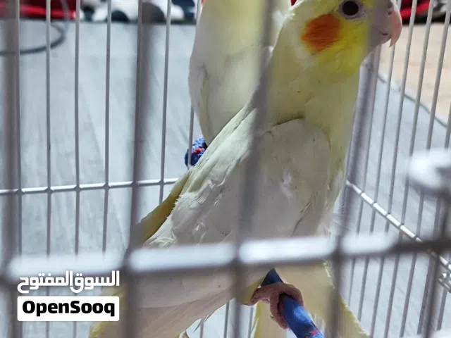 طيور كوكتيل 3