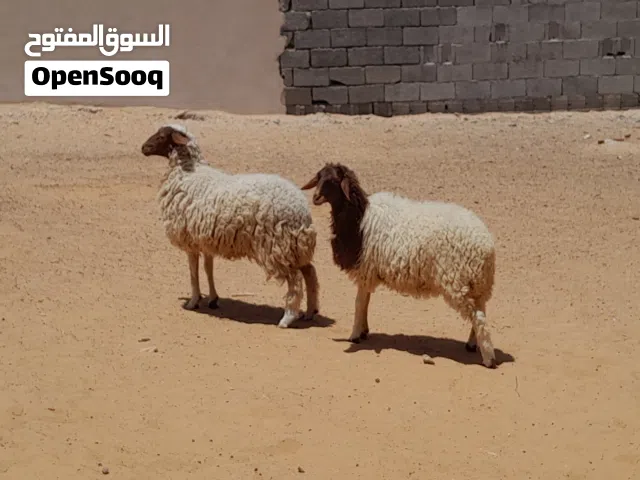 2فطايم وطنيات مشالله عمرهم ف 7شهور سليمات من العيوب والامراض